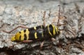 Long horn beetle, Plagionotus detritus