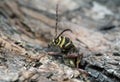 Long horn beetle, Plagionotus detritus laying eggs in the cracks of oak bark