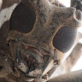 Long horn beetle portrait Royalty Free Stock Photo