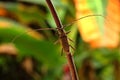 Long horn beetle Royalty Free Stock Photo