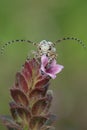 Long Horn Beetle stay at the pink flower Royalty Free Stock Photo
