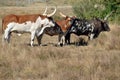 Long horn Cattle