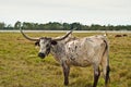 Long Horn Cattle Royalty Free Stock Photo