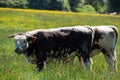Long Horn cattle grazing in Pishiobury Park, Hertfordshire