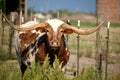 Long horn cow Royalty Free Stock Photo
