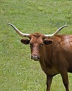Long Horn Cow Royalty Free Stock Photo