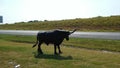 Long horn cow bronze statue