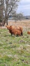 Long horn cow cattle nature Royalty Free Stock Photo