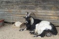 Long horn goat in organic animals farm Royalty Free Stock Photo