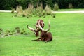 Long horn male steers