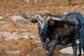 Long horn steer closeup in winter ranch pasture