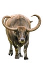 Long horn water buffalo