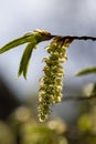 long hornbeam flowers in the spring season