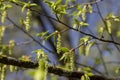 long hornbeam flowers in the spring season