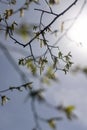 long hornbeam flowers in the spring season