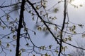 long hornbeam flowers in the spring season