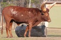 Long horned Ankole cow grazing Royalty Free Stock Photo