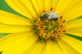 Long-horned Bee - Genus Melissodes Royalty Free Stock Photo