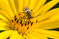 Long-horned Bee - Genus Melissodes Royalty Free Stock Photo