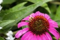 A Long-horned Bee in the Genus Melissodes Famnily Apidae Gathers Pollen on a Bright Magenta Flower Royalty Free Stock Photo