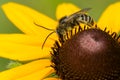 Long-horned Bee - Genus Melissodes Royalty Free Stock Photo