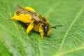 Long-horned Bee - Genus Melissodes Royalty Free Stock Photo