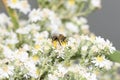 Long-horned Bee Melissodes Collecting Pollen on White Wildflowers Royalty Free Stock Photo