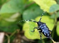 Long-horned beetle Royalty Free Stock Photo