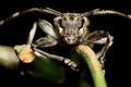 Long-horned Beetle Royalty Free Stock Photo