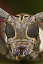 Long-horned beetle face Royalty Free Stock Photo