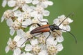 Long-horned beetle, Leptura melanura Royalty Free Stock Photo
