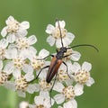 Long-horned beetle, Leptura melanura Royalty Free Stock Photo