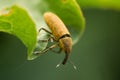 The Long-horned beetle - Lixus bardanae