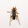 Long-horned beetle or mango bark borer beetle