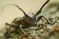 Long horned beetle Royalty Free Stock Photo