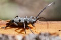 Long horned beetle Royalty Free Stock Photo