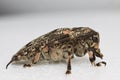 Long-horned beetle side view macro Royalty Free Stock Photo