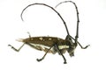 Long-horned beetle in white Royalty Free Stock Photo