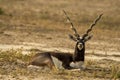 long horned blackbuck or antilope cervicapra or indian antelope closeup resting in green background at tal chhapar sanctuary