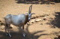 a long-horned cow at the zoo Royalty Free Stock Photo