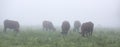 long horned cows on foggy morning in regional park between rouen and le havre in northern france