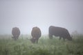 long horned cows on foggy morning in regional park between rouen and le havre in northern france
