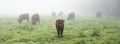 long horned cows on foggy morning in regional park between rouen and le havre in northern france