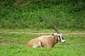 long-horned goat \
