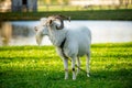 Long horned goat grazing on green meadow on sunny autumn day Royalty Free Stock Photo