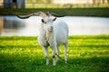 Long horned goat grazing on green meadow on sunny autumn day Royalty Free Stock Photo