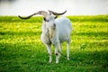 Long horned goat grazing on green meadow on sunny autumn day Royalty Free Stock Photo