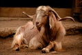 Long-Horned Goat Royalty Free Stock Photo