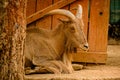 Long-Horned Goat Royalty Free Stock Photo