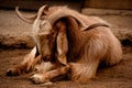 Long-Horned Goat Royalty Free Stock Photo